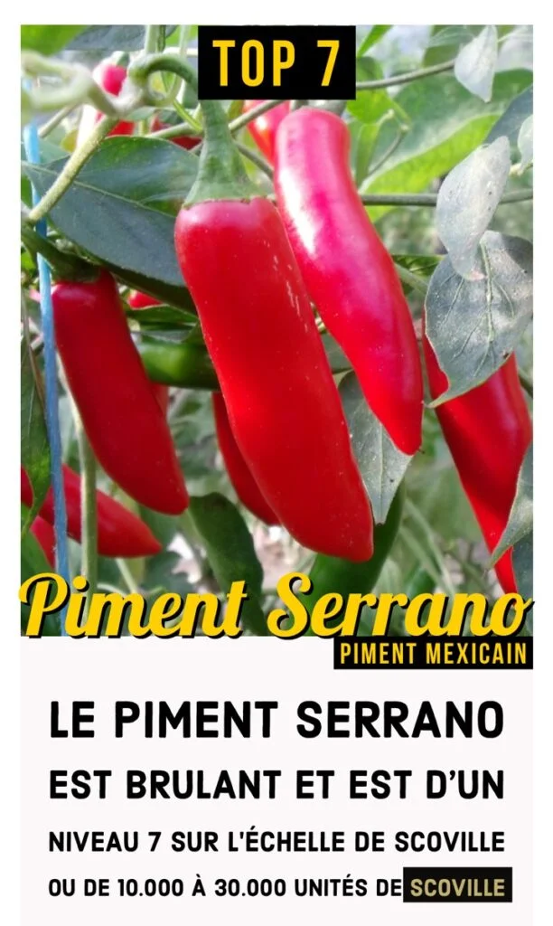Piment fort - Serrano rouge piquant