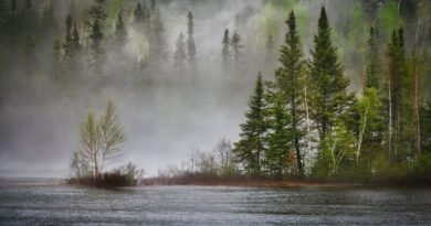 Photo d'un brouillard dabs une forêt au bord d'un lac pour illustrer le sujet de l'article Géoingénierie et changement climatique dans le monde