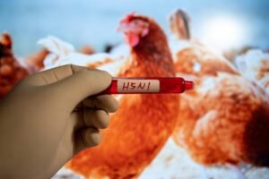 Photo de poulets avec une fiole indiquant H5N1 pour symboliser la nouvelle grippe aviaire dénoncée par l'OMS
