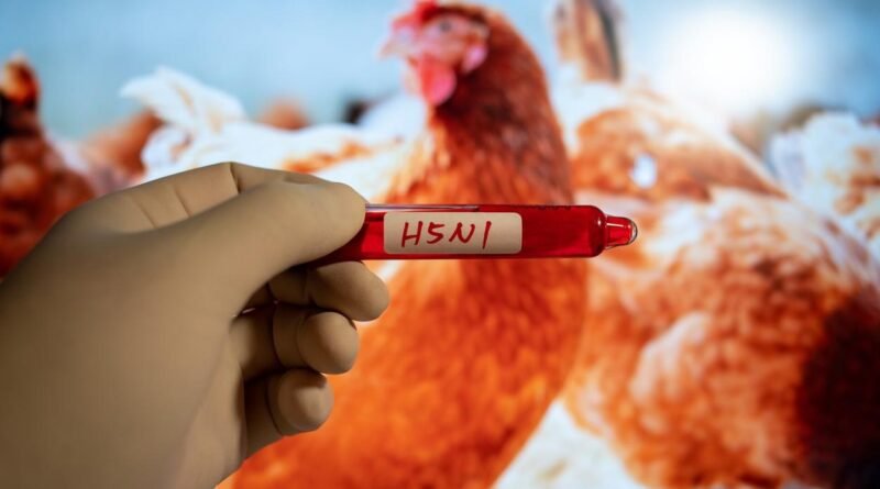Photo de poulets avec une fiole indiquant H5N1 pour symboliser la nouvelle grippe aviaire dénoncée par l'OMS